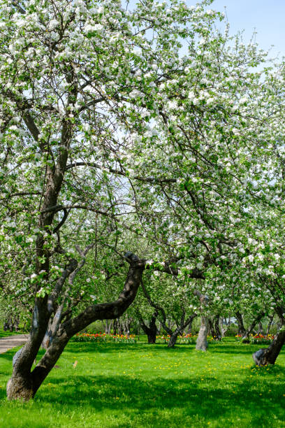 istock blooming apple trees in the garden on green grass 1489999255