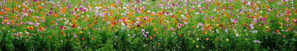 Cosmos blooming in a park in Chiba Prefecture