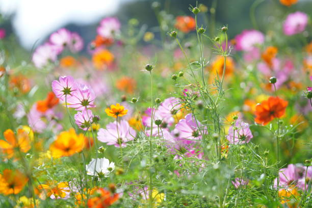 istock Cosmos blooming in a park in Chiba Prefecture 1489999635