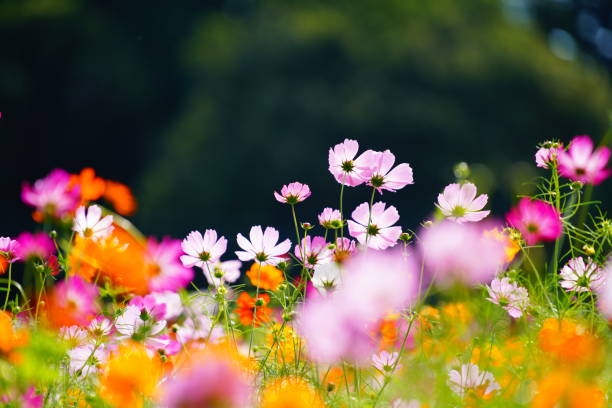 istock Cosmos blooming in a park in Chiba Prefecture 1489999638