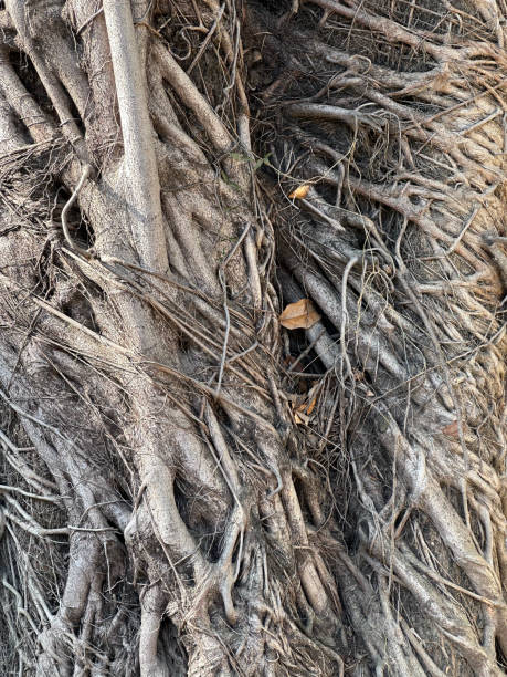 un agujero de árbol con raíces - tree hole bark brown fotografías e imágenes de stock