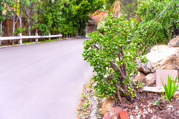 istock Greenery on the Roadside with a Money Tree in Focus 1490001003
