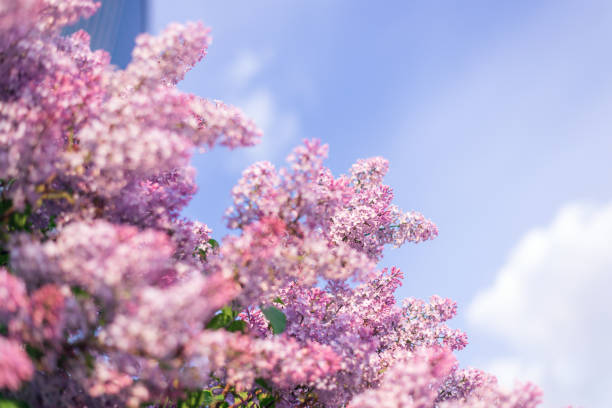 A large branch of lilac blossoms. Bright flowers of spring lilac bush. Spring lilac flowers close-up on a blurred blue sky background