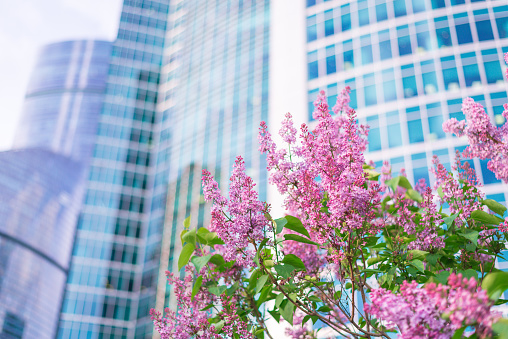 A large branch of lilac blossoms. Bright flowers of spring lilac bush. Spring lilac flowers close-up on a blurred blue sky background