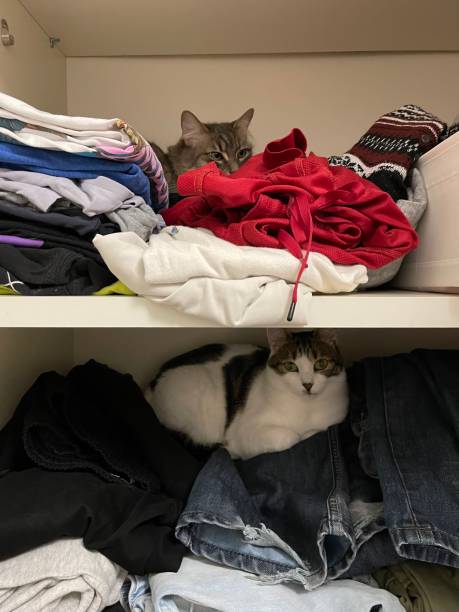 istock cats in the closet 1490004213