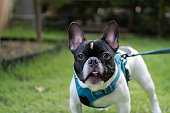 Smile face of black and white french bulldog.(French bulldog waiting to eat dog snack on grass.)