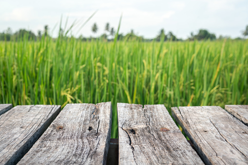 Weathered wooden board walkway among the greenery rice field environment with natural rural scene as background. Selective focus on the wooden board at front.