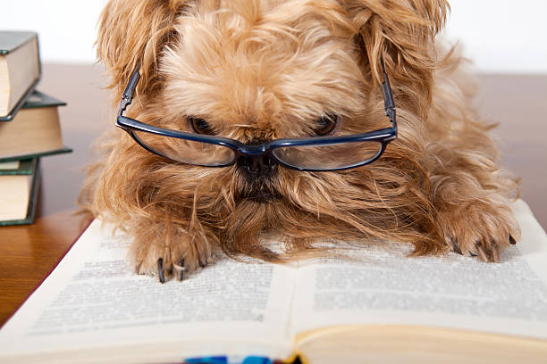 Serious dog in glasses Serious dog in the glasses read a book dog ate my homework stock pictures, royalty-free photos & images