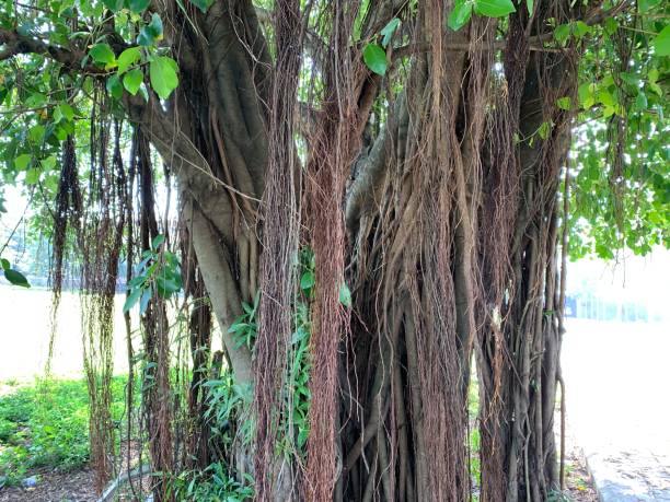 View of A tree with a thick trunk and roots that is hanging from it. Baddoka Makassar, South Sulawesi - May 14, 2023 ; View of A tree with a thick trunk and roots that is hanging from it. banyan tree peepal tree leaf stock pictures, royalty-free photos & images
