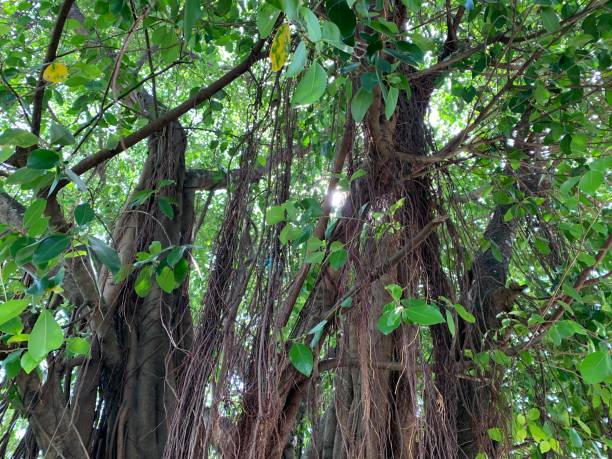 View of A tree with a thick trunk and roots that is hanging from it. Baddoka Makassar, South Sulawesi - May 14, 2023 ; View of A tree with a thick trunk and roots that is hanging from it. banyan tree peepal tree leaf stock pictures, royalty-free photos & images