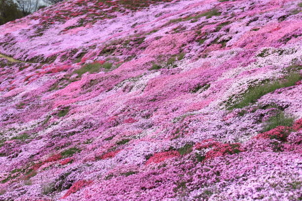 Spring pink stock photo