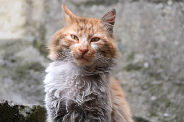 Stray cat in the dirt.