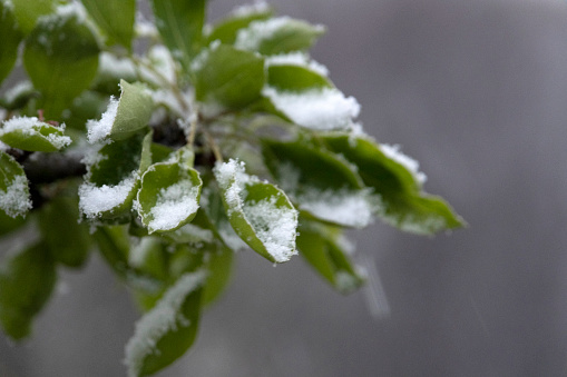Snow-capped leaves close up photography.