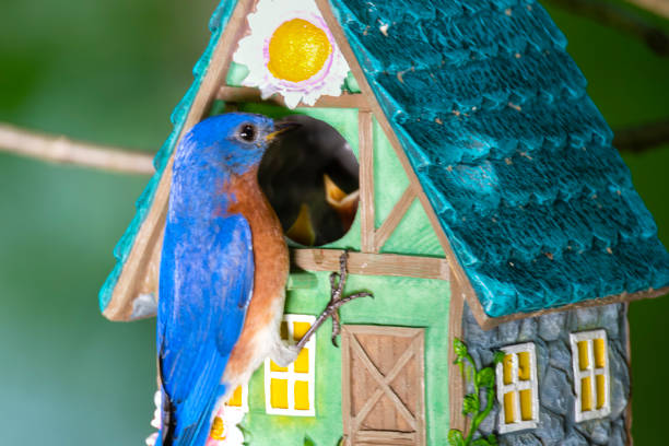 istock Bluebird next to birdhouse 1490022716