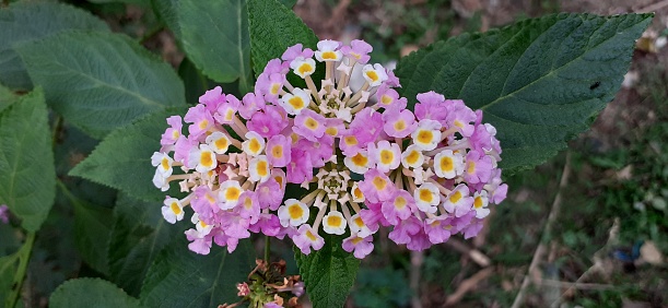 Lantana Camara also known as Common Lantana is a species of flowering plant. Its native place is central and south american tropics. But it is spread out from america to more than 50 countries including Asia and Oceania.