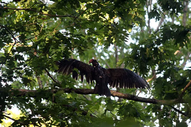 A lone Turkey Vulture perches on branch in a wooded area. In Spring, these vultures return from their South America winter locations to North Carolina.