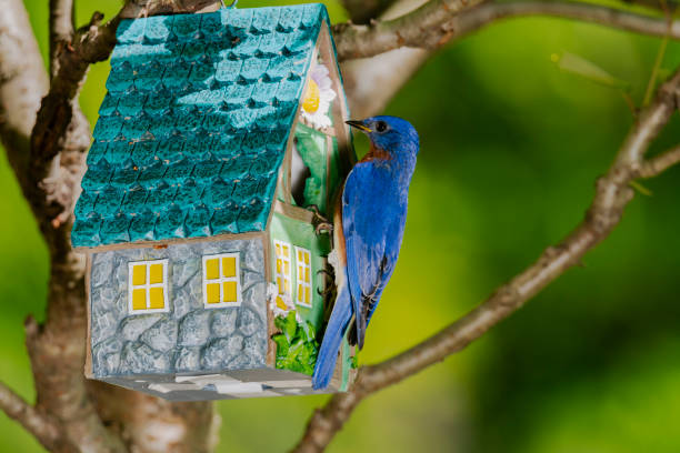 istock Bluebird next to birdhouse 1490023532