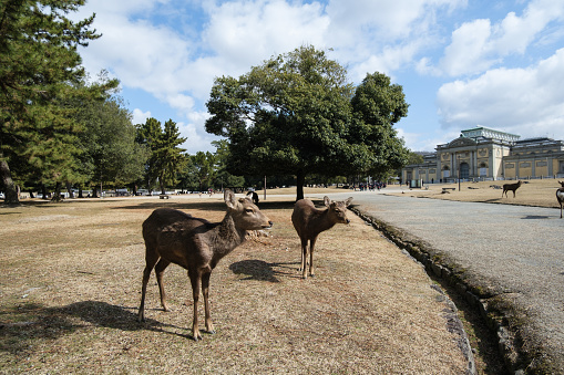 May 03, 2023. Over 1200 wild deer fleely roaming around in nara park japan