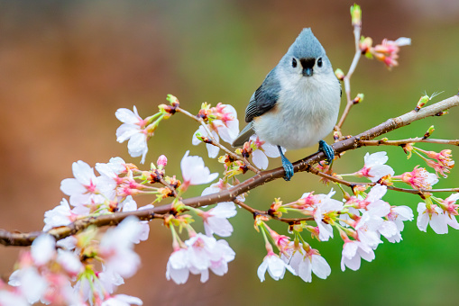 Tufted titmouse in cherry tree with spring blossoms