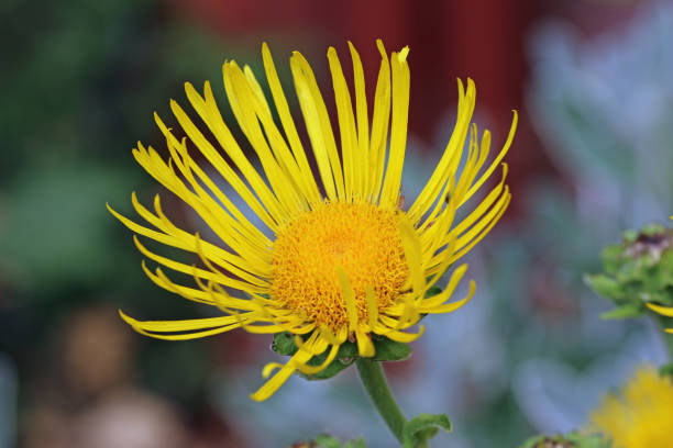 Elecampane yellow flower in close up Elecampane, Inula helenium, yellow flower in close up with a blurred background of leaves and flowers. inula stock pictures, royalty-free photos & images