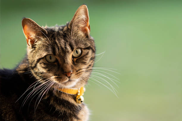 istock Cute young tabby cat playing in a garden 1490025411
