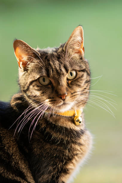 istock Cute young tabby cat playing in a garden 1490025451