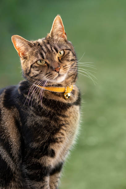 istock Cute young tabby cat playing in a garden 1490025482