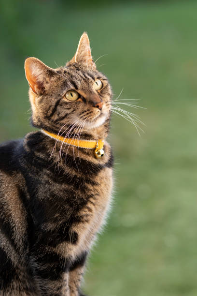 istock Cute young tabby cat watching a fly in a garden 1490025503