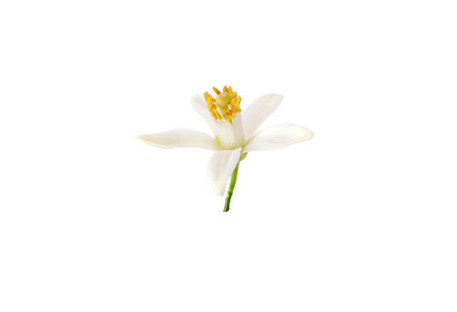 Orange tree blossom closeup. White petals and yellow stamens. Neroli fragrant flower isolated on white.