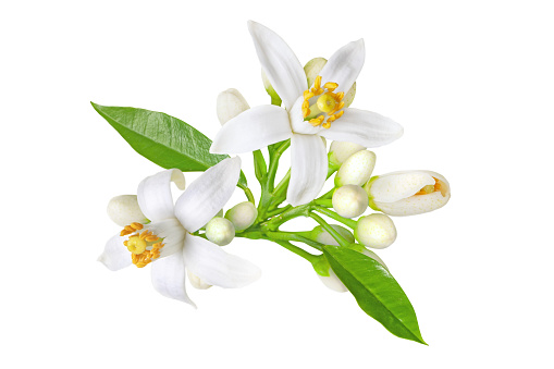 Orange tree white flowers, buds and leaves bunch isolated on white