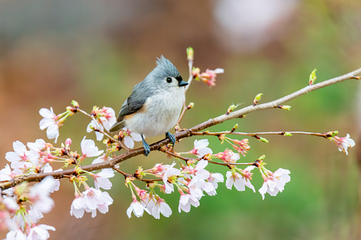 Tufted titmouse in cherry tree with spring blossoms