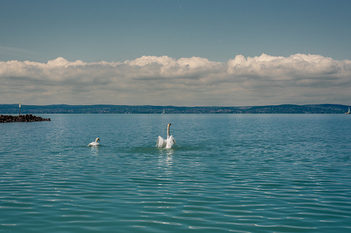 Mute swan (Cygnus olor) stretching its wings on a Balaton lake