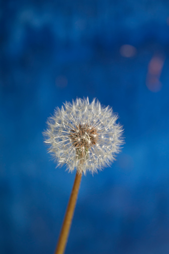 Dandelion seed head in spring against a blue background, England, United Kingdom