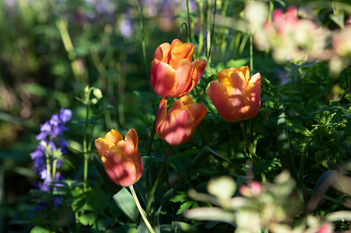 Orange red flowers of Tulip Jimmy in flower in a garden in May, England, United Kingdom