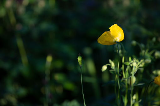 Welsh poppies Mecanopsis cambrica in flower in a garden, United Kingdom