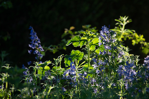 Bluebells in flower with weeds (cleavers) in an English country garden, North Yorkshire, England, United Kingdom