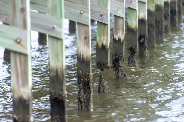 istock Completely rotted-through support posts on wood boardwalk in sea water 1490029541