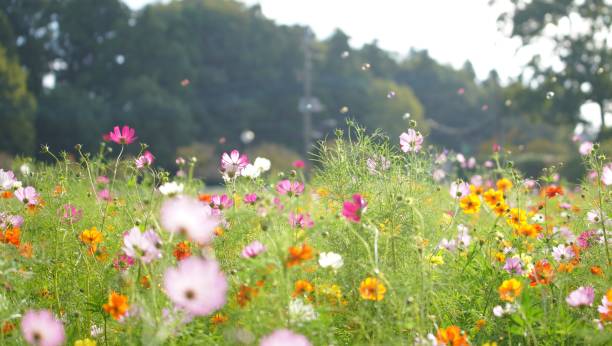 istock Cosmos blooming in a park in Chiba Prefecture 1490029673