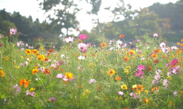 istock Cosmos blooming in a park in Chiba Prefecture 1490029675