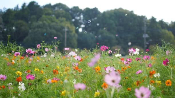 istock Cosmos blooming in a park in Chiba Prefecture 1490029685