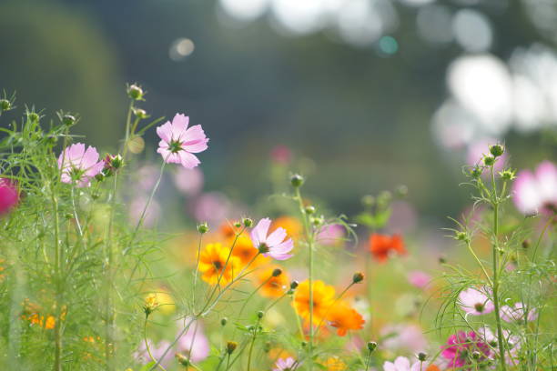 istock Cosmos blooming in a park in Chiba Prefecture 1490029691