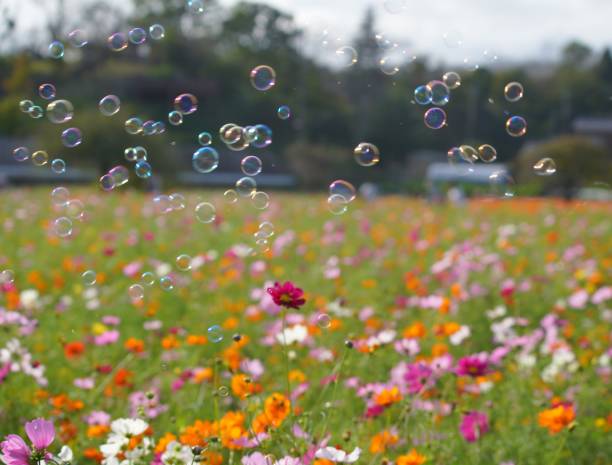 istock Cosmos blooming in a park in Chiba Prefecture 1490029705