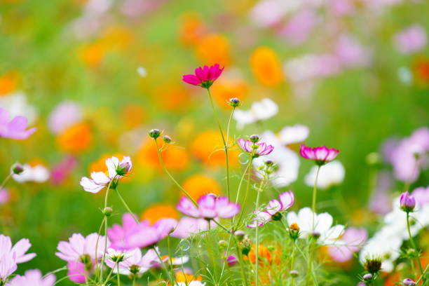 istock Cosmos blooming in a park in Chiba Prefecture 1490029921