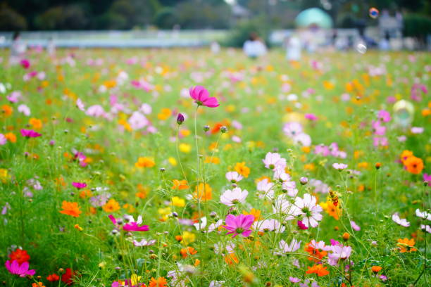千葉県の公園に咲くコスモス