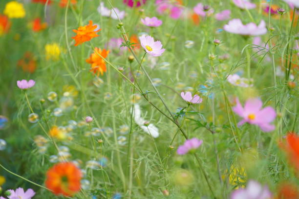 istock Cosmos blooming in a park in Chiba Prefecture 1490029988