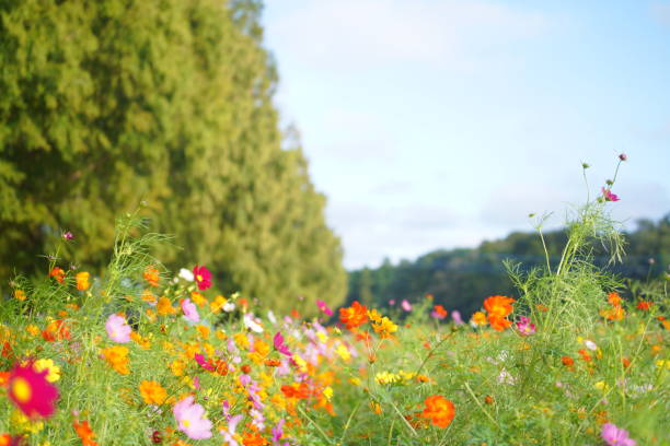 istock Cosmos blooming in a park in Chiba Prefecture 1490030077