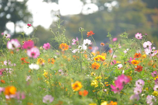 istock Cosmos blooming in a park in Chiba Prefecture 1490030099