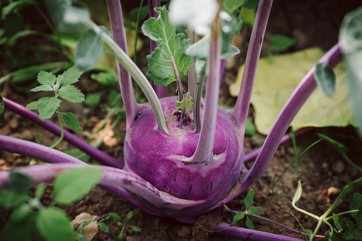 Red Kohlrabi A Plant In The Ground Stock Photo - Download Image Now ...