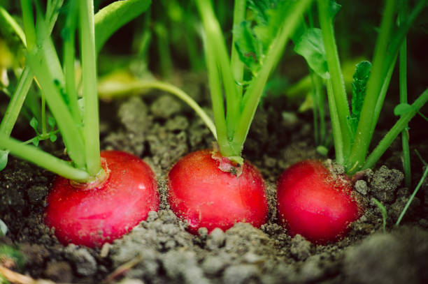 istock three red, ripe, fresh radishes in the ground 1490035597