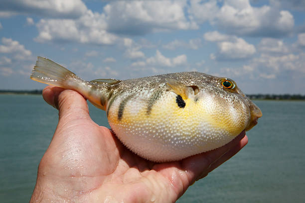 istock Puffer fish out of water 149003585